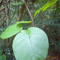 Chonemorpha fragrans (Moon) Alston